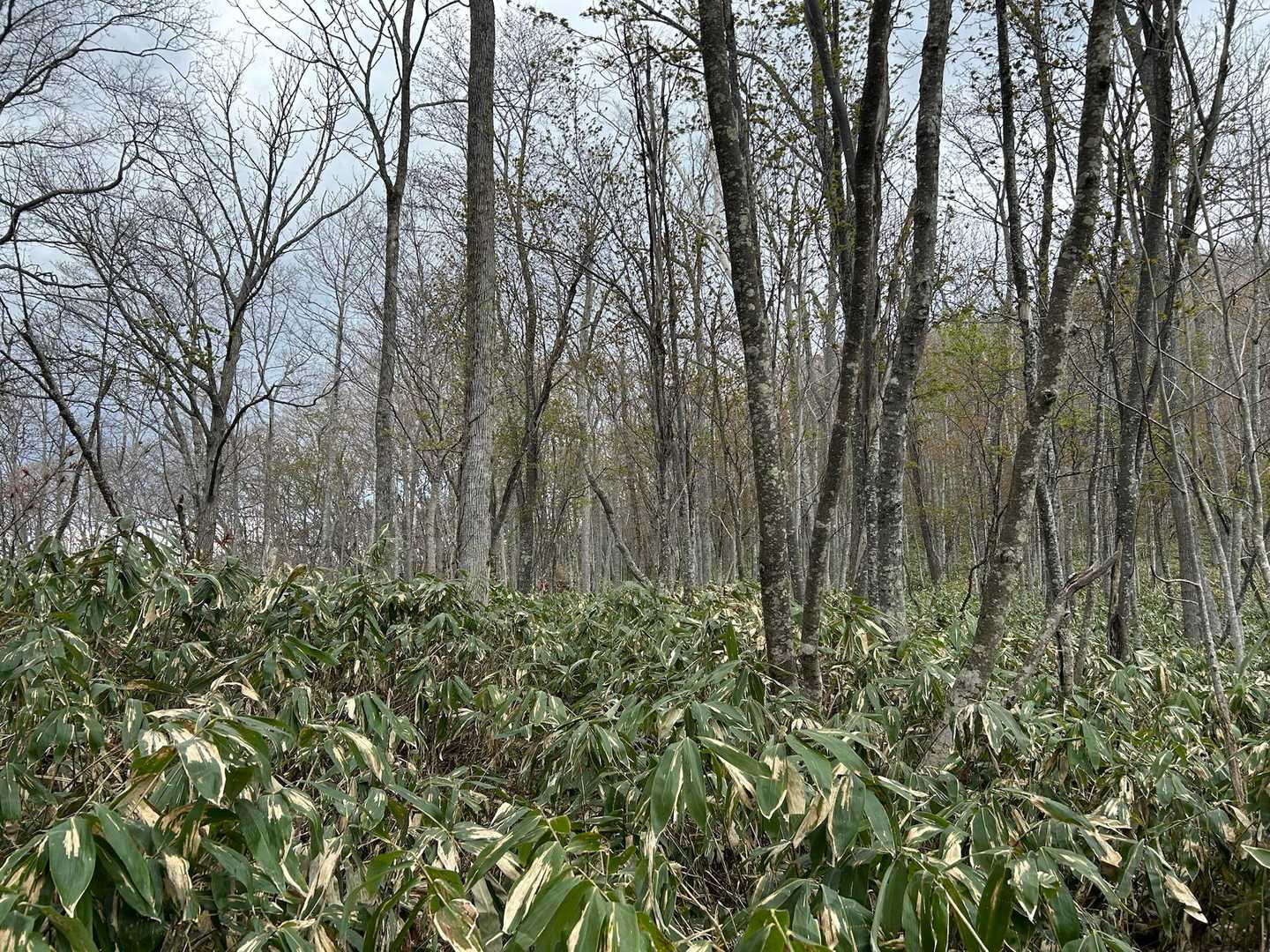 たしかに笹が多いですが足元はしっかり見えていたので問題なし😊