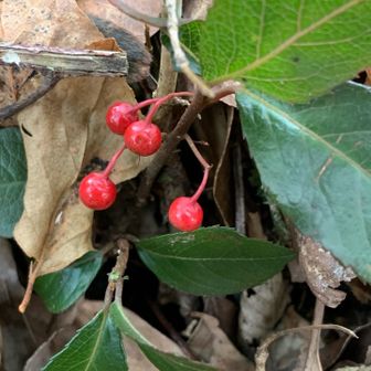 ヤブコウジの赤い実
