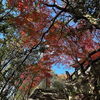 千光寺の鎖場よりずっと難しかったわ💦
三ノ鎖を登ったら5分ほどで山頂👍
紅葉がきれい🍁
