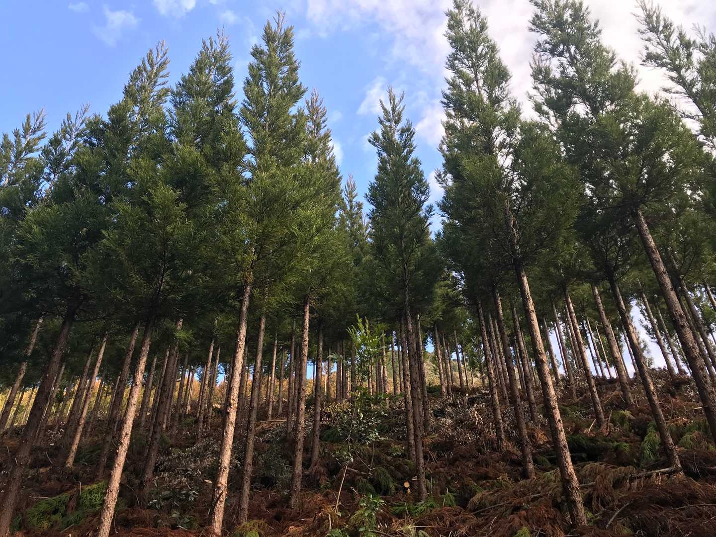 よく手入れされた杉林と荒滝山