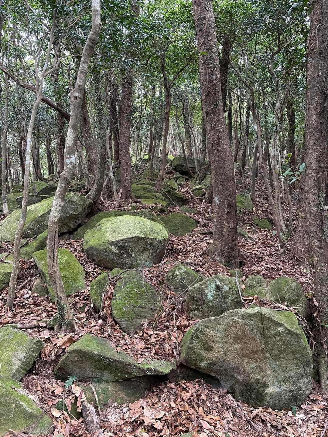 竜良山 往復 | 太古の原生林を歩く、対馬の天道信仰の聖地の写真