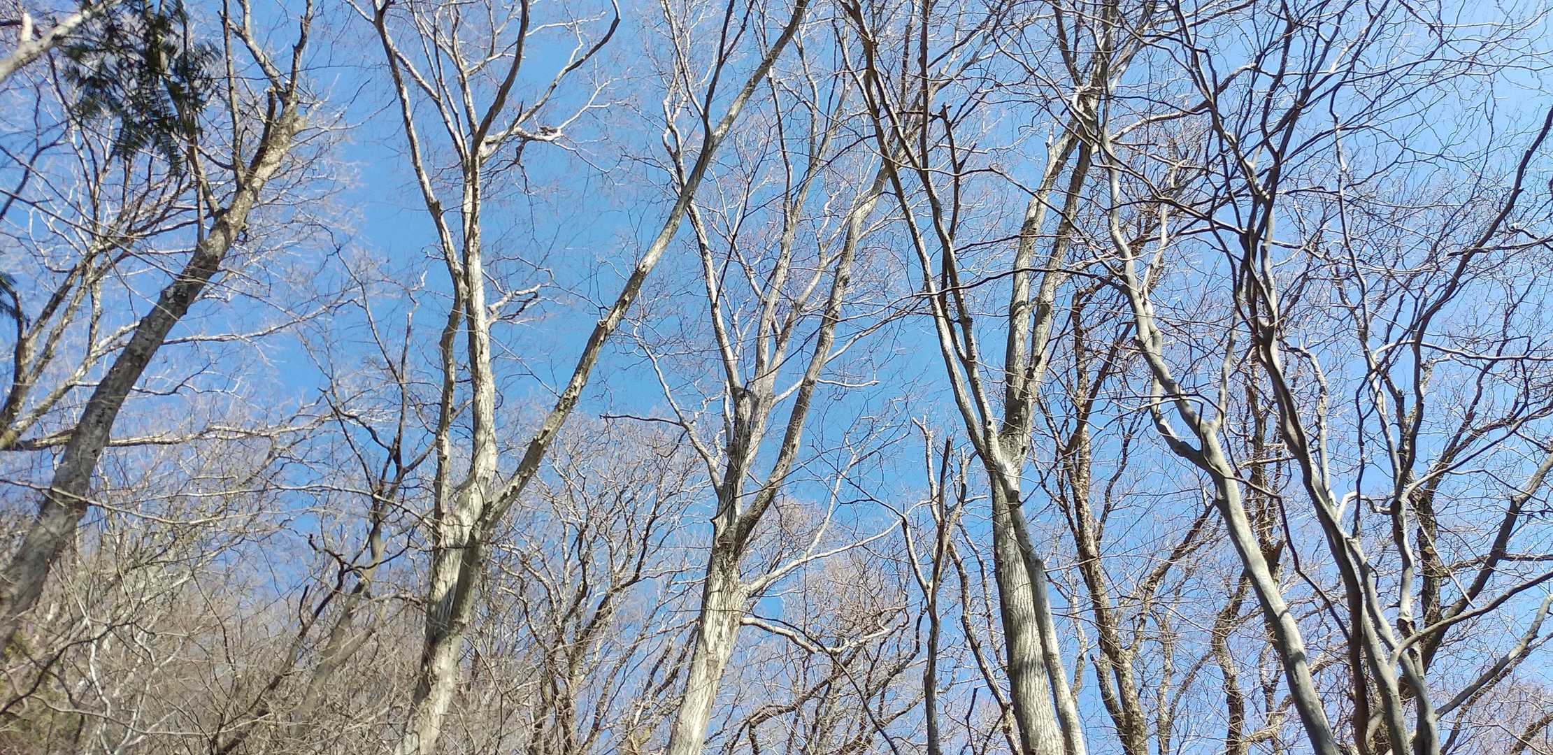 青空が広がっています