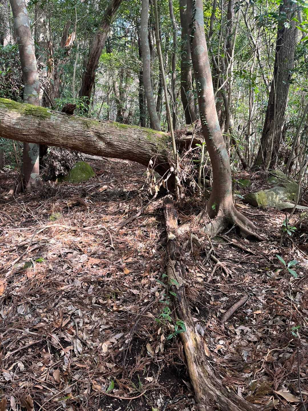 御在所岳登山口-御在所岳 往復コースの写真