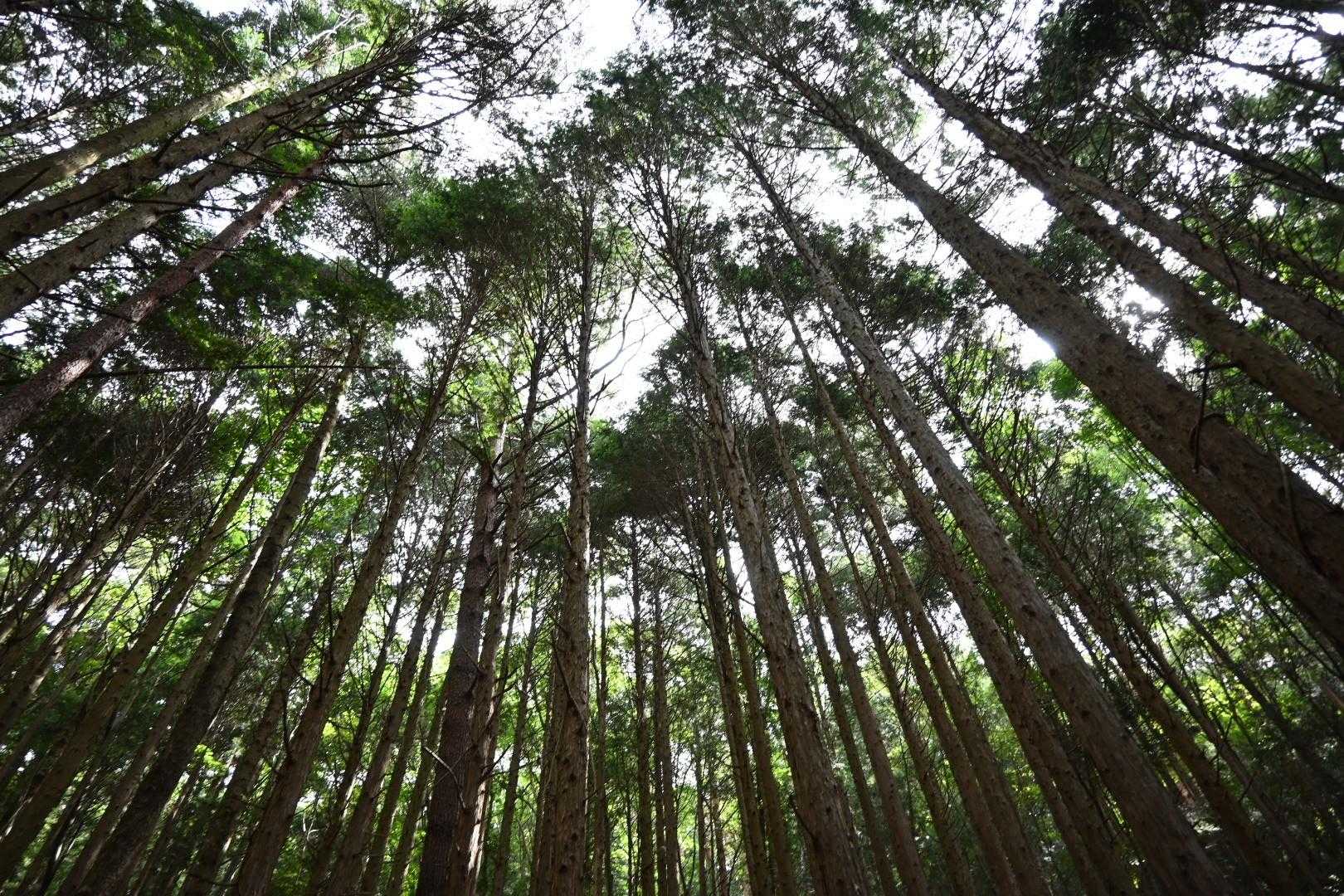 天に向かって真っ直ぐ育つおスギさん達…