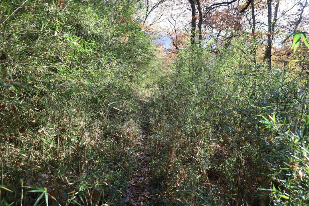 夏は藪漕ぎかも