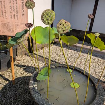 オブジェのよう。