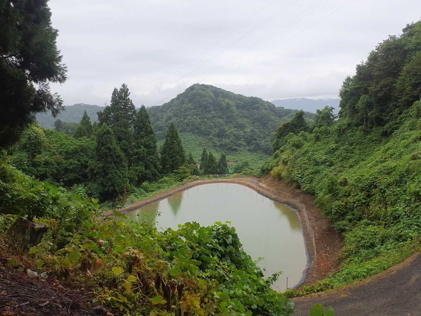 錦鯉の池？