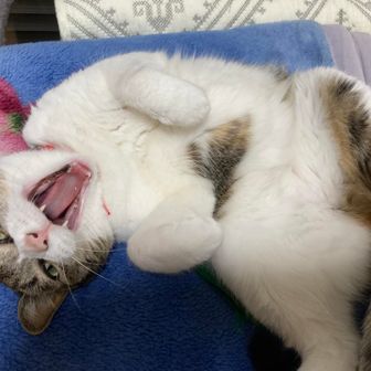 ほっしー