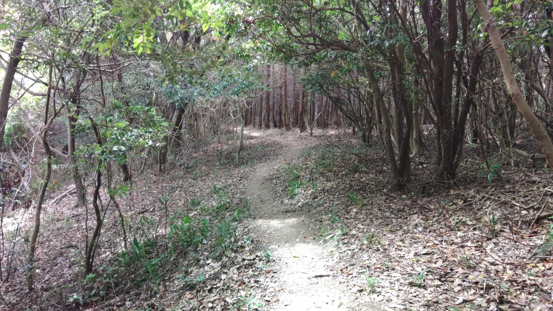 大山-関の山 往復コースの写真