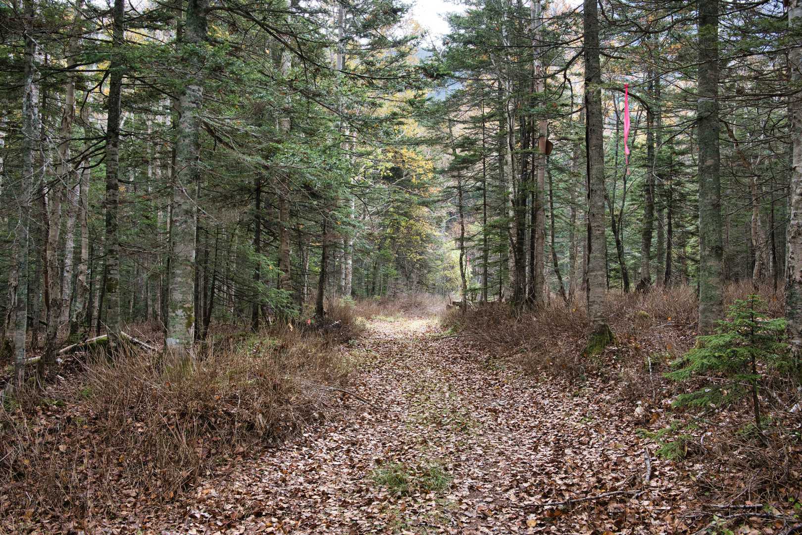 カサッ、カサッと音を立てながら、秋の森を歩きます🍂