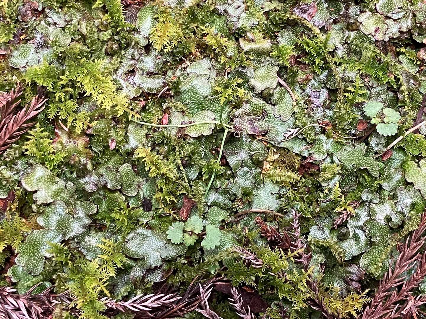 林道の脇にいろいろな苔が生えてます。