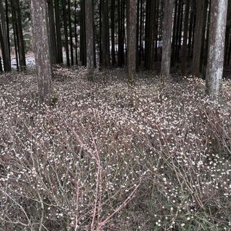 山神社🅿️のミツマタはまだこれからだったー
