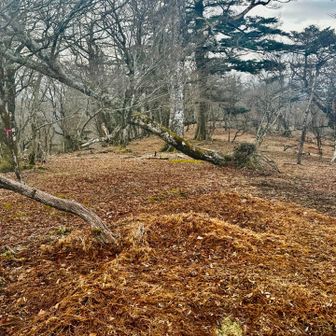 すごく歩きやすいです。