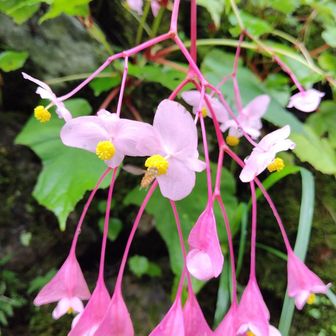 昨年より一段と繁茂してる。日本的ではないかもしれないけど好きな花。