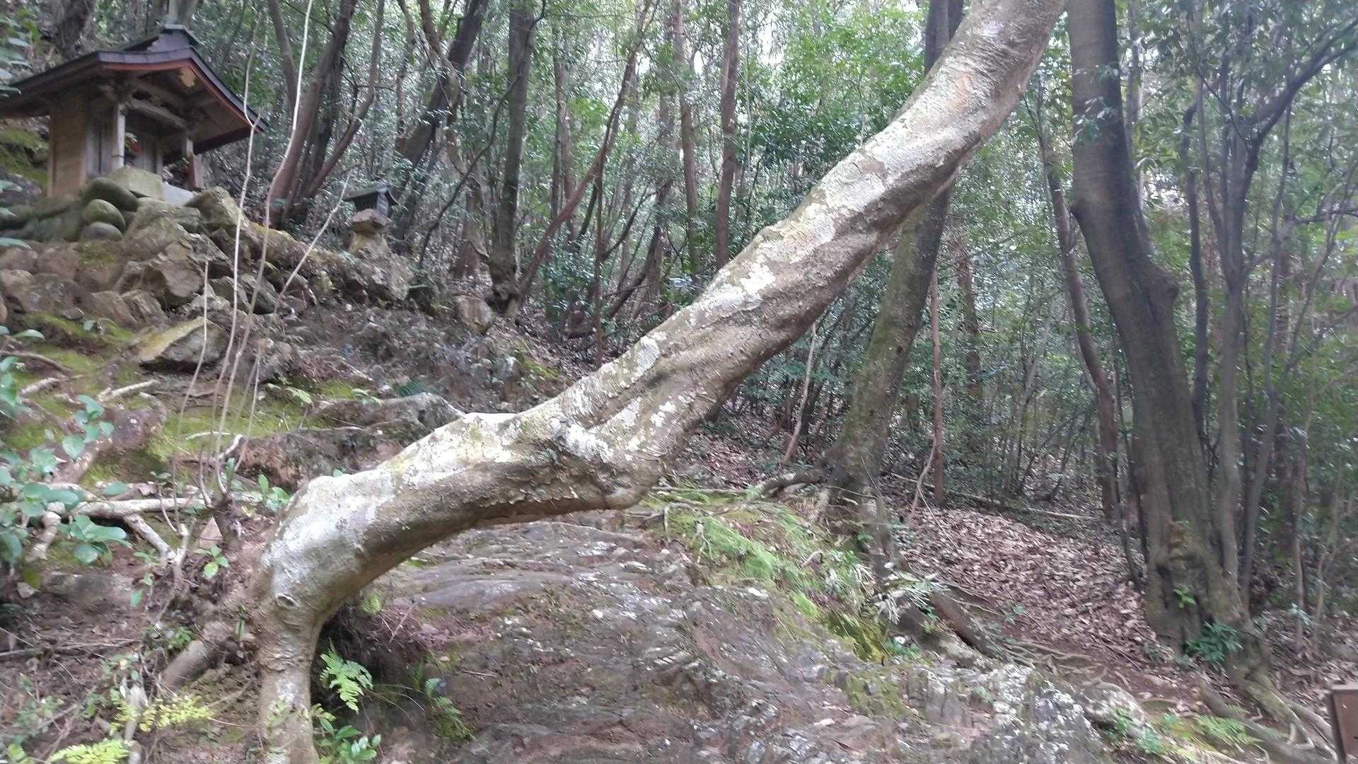 東登山口-各務原権現山 往復コースの写真