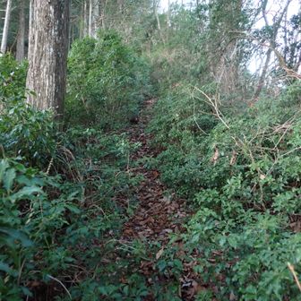 アセビが多い。