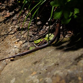 頭隠して尻隠さず