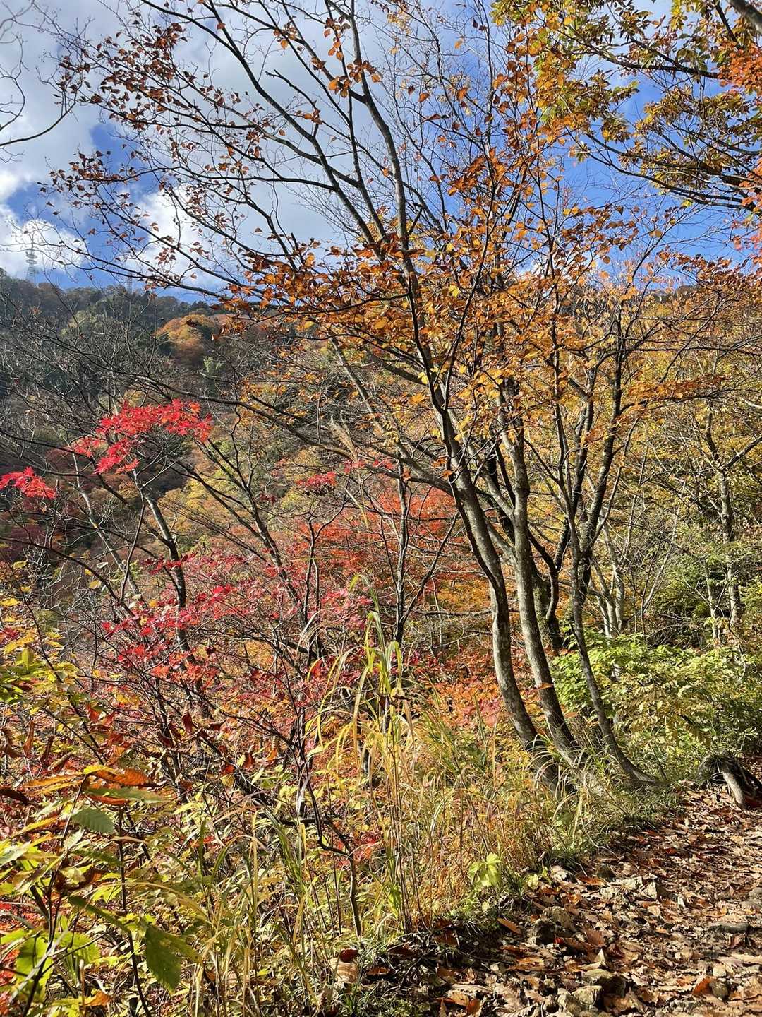 弥彦山-弥彦山ロープウェイ 縦走コースの写真
