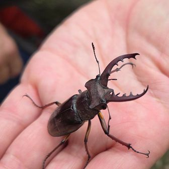 ナチさんのリュックに忍びこんでたクワガタ