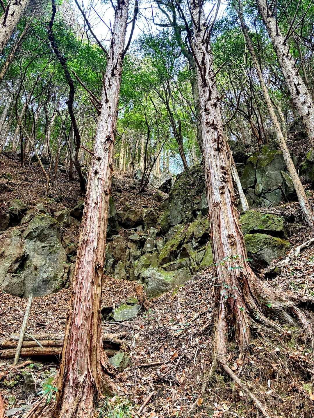 日金山-東光寺-岩戸山 往復コースの写真
