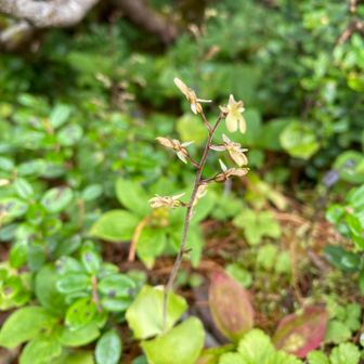 今年も、ミヤマフタバラン🌱