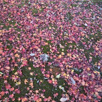 交代枯れ
落葉😊