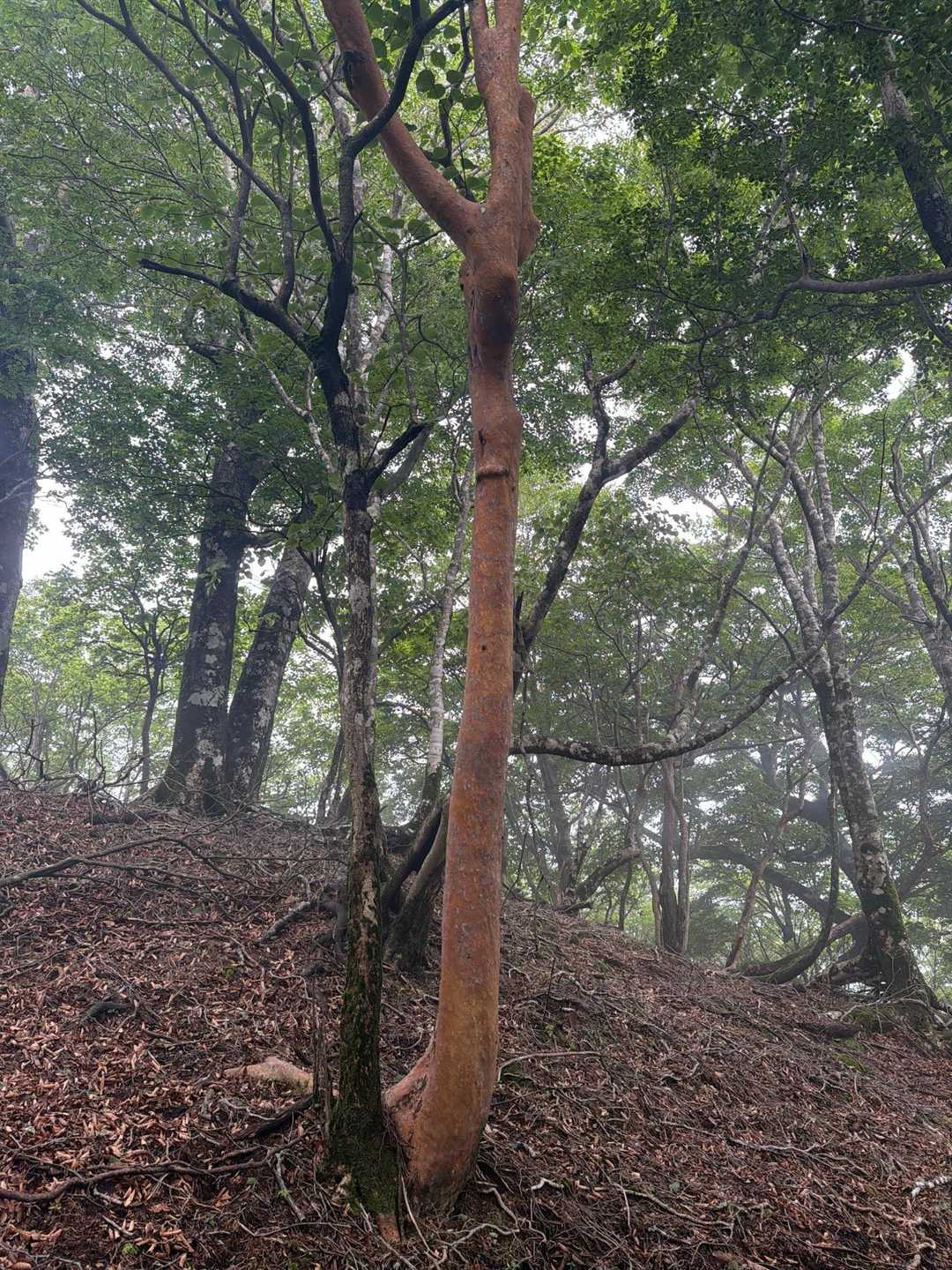 ヒメシャラ🌲かなぁ〜⁉️