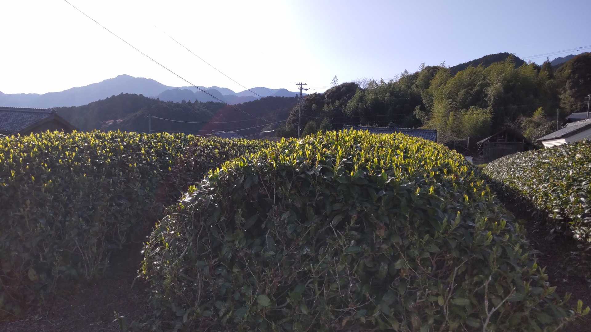 茶畑が光を浴びてキレイ✨🍀