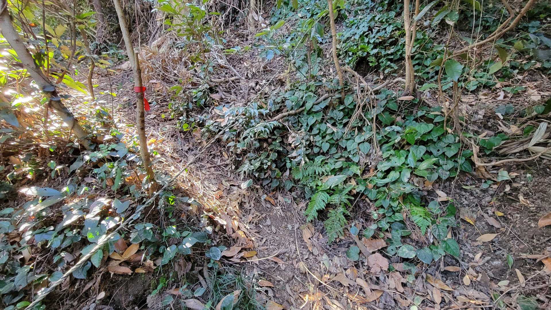行っちゃだめよロープかと思いましたが、そうではないみたい。
踏み跡とテープに従って行けば大丈夫です。