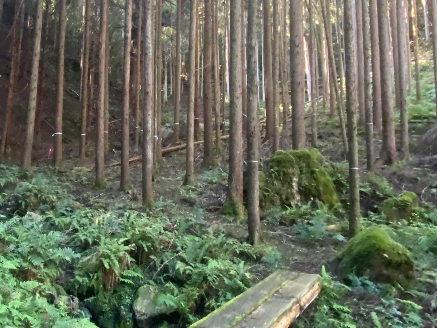 行儀良く並んだ杉林の先には