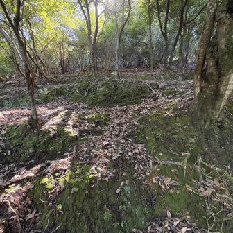 西山は、立ち入り禁止ではないが（多分）急登で道が無い？YAMAPには道があるが。とりあえず適当によじ登る。そんなに危険ではなかった。最初だけ急登であとは歩きやすい。テープもあった。