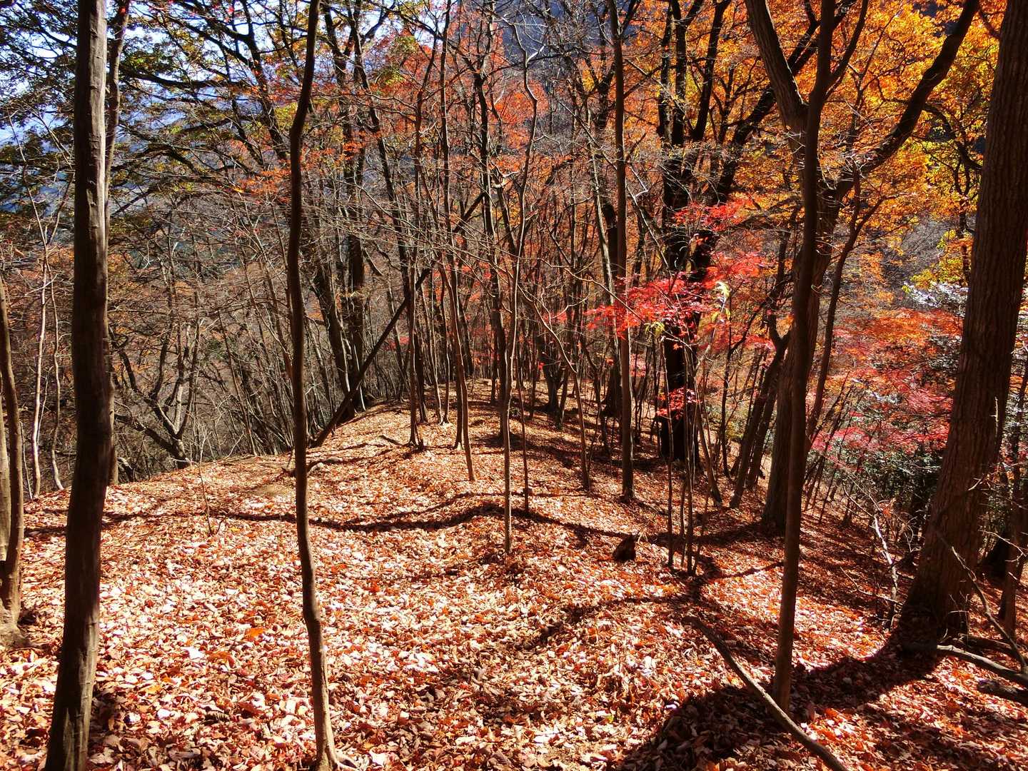 紅葉＆落ち葉の下山道。
気持ちいい道ですが、落ち葉が滑る滑る！
周りで何人も転倒している人いました。