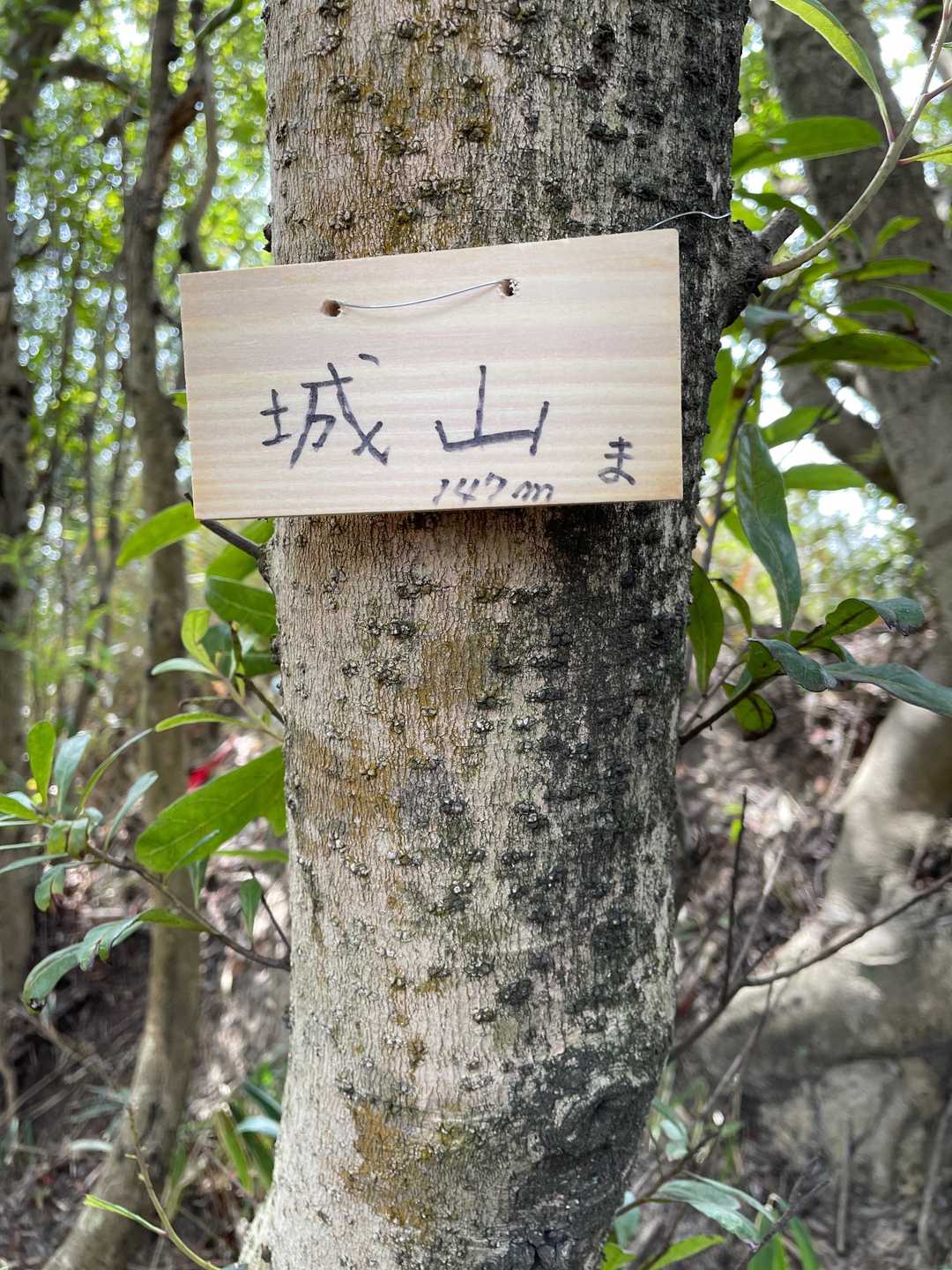 城山（岡山県倉敷市児島味野城山）の写真