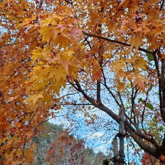 少しだけ残ってた🍁