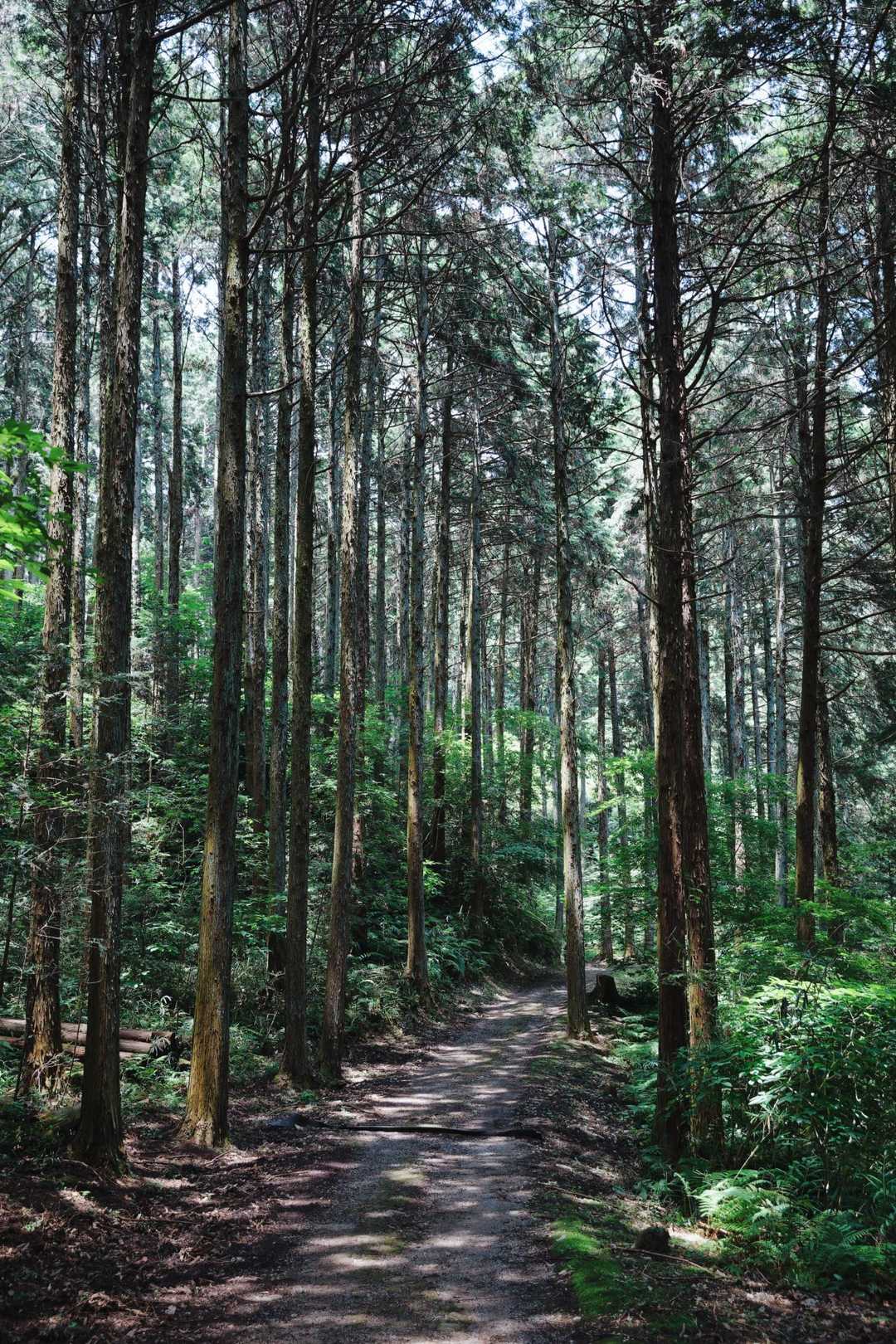 木々に挟まれていい山歩道🎶