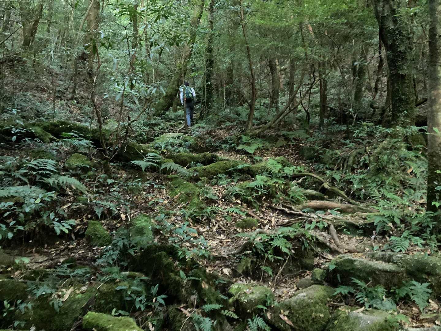 標高600ｍ手前だけ屋久島感のある苔岩地帯😌