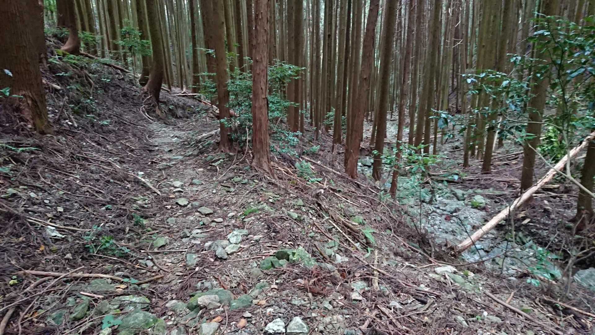 最近雨不足？沢も水が少ないな👀