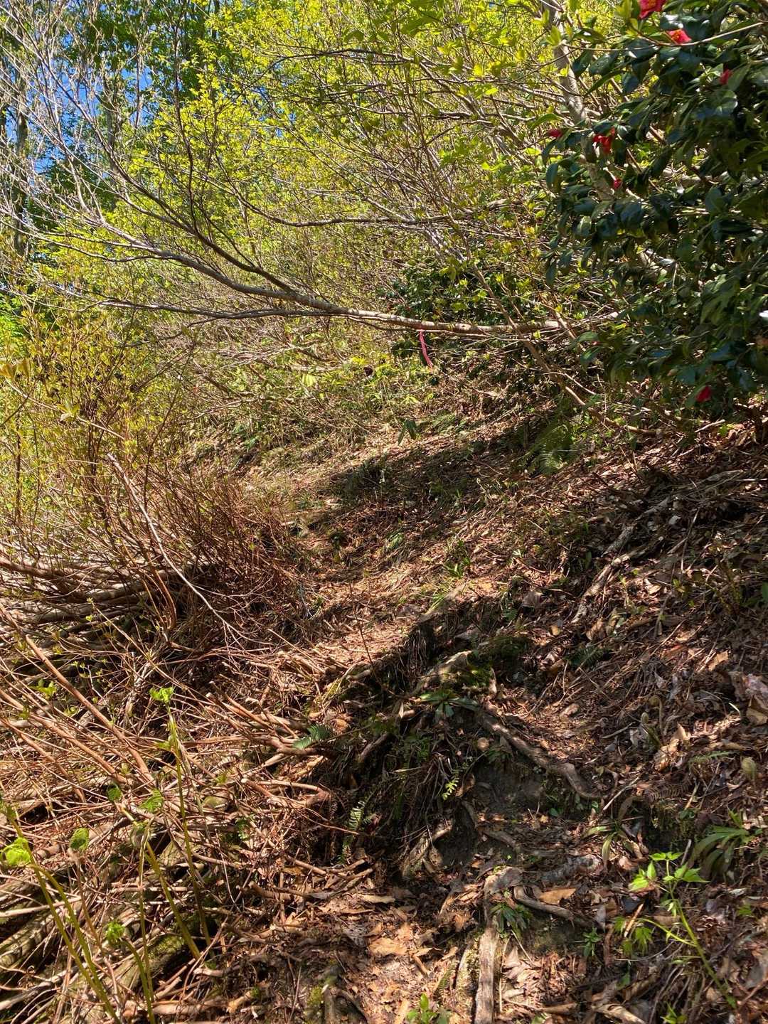 山葵からも登山道はしっかりしてます