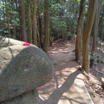 いつものカエル石🐸