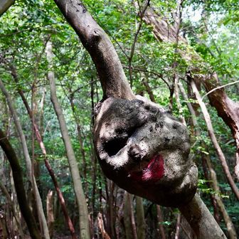 木に何かくっ付いている🤔
振り返ったらゴリラ🦍の顔？