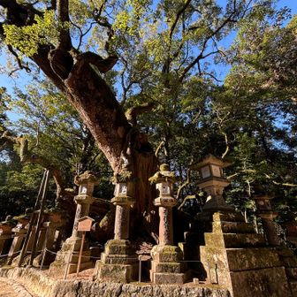 この木も大きい🥺