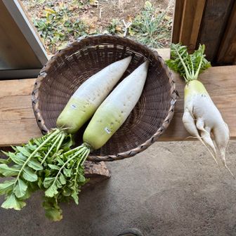 50円の大根、可愛い...