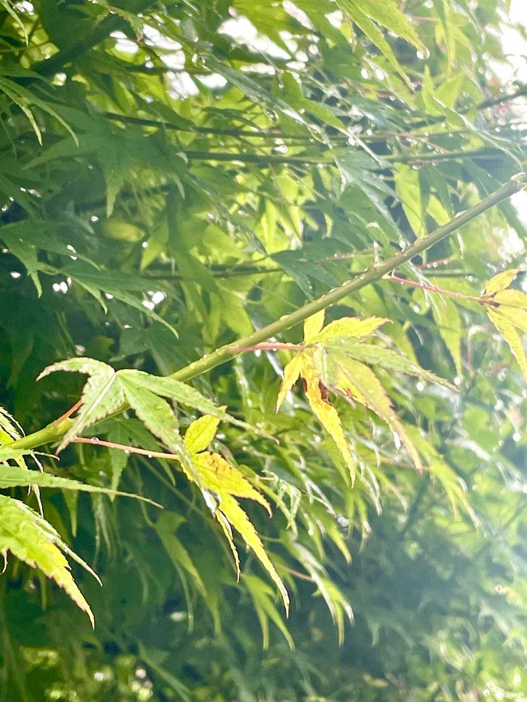 雨、だいぶ降りました