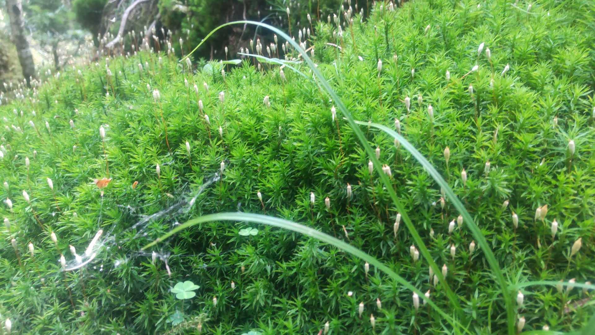 苔を  【愛でる】 革ズボンだけどね(*´σｰ｀)ｴﾍﾍ