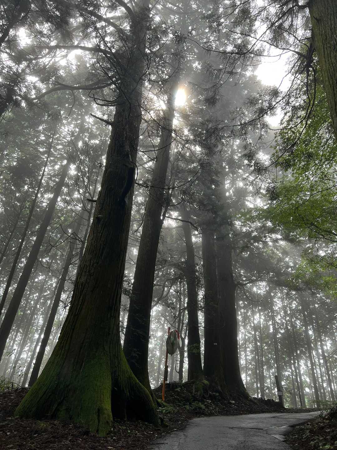太陽、こんにちは♪