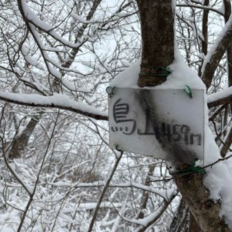 鳥山🏔️通過✨
前まではピークにも
なって無かったけど
今は、YAMAP上
新規ピークに
なってました🤩
