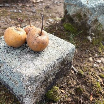 山頂に梨の木。
ほんのり甘くナシの味