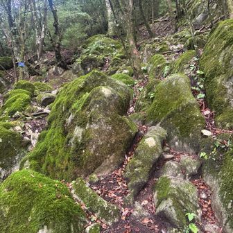 苔むしてる
