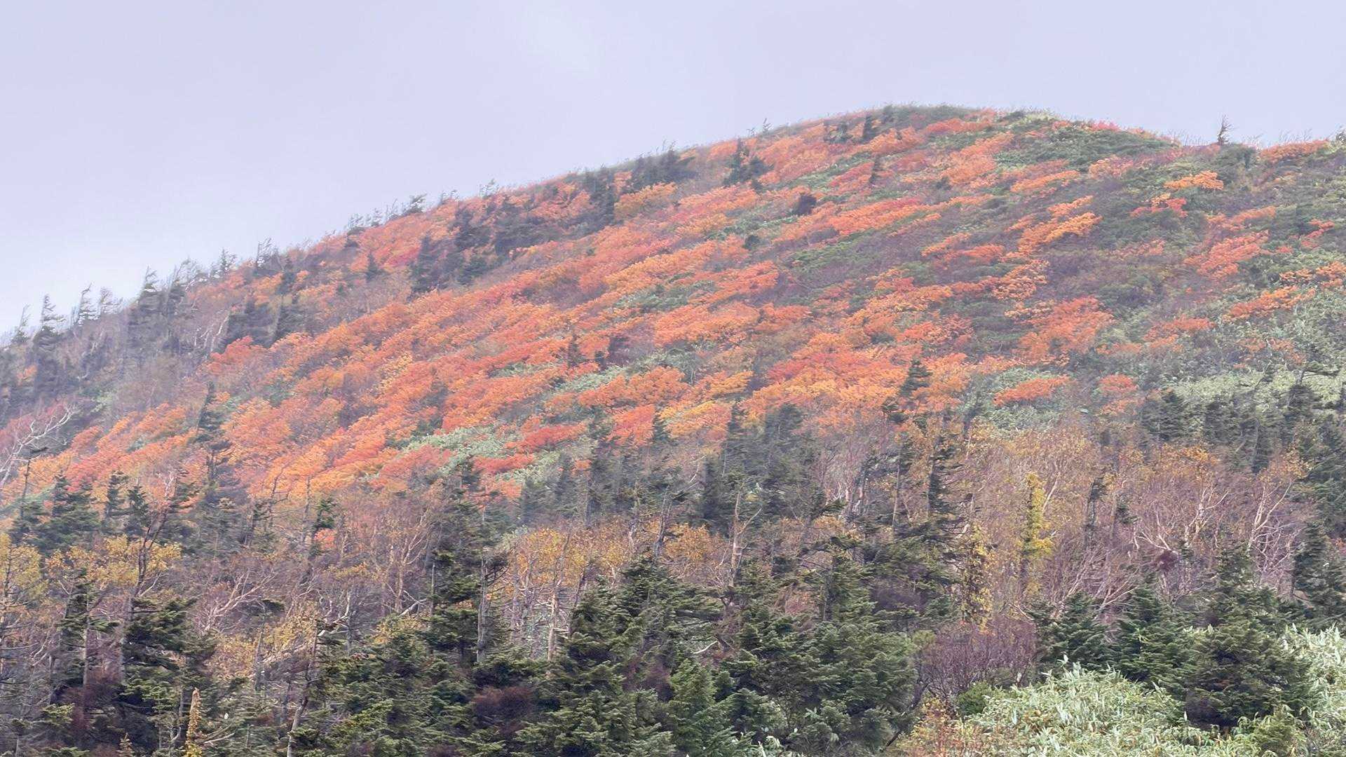 ここ1番の紅葉に会えました🍁