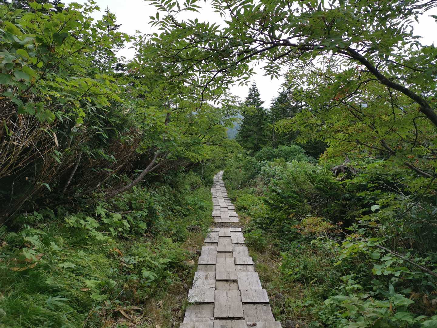 綺麗な木道。